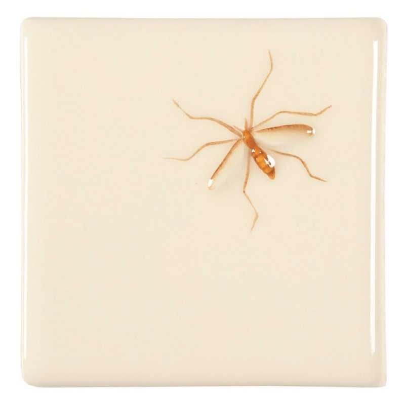 Crane Fly