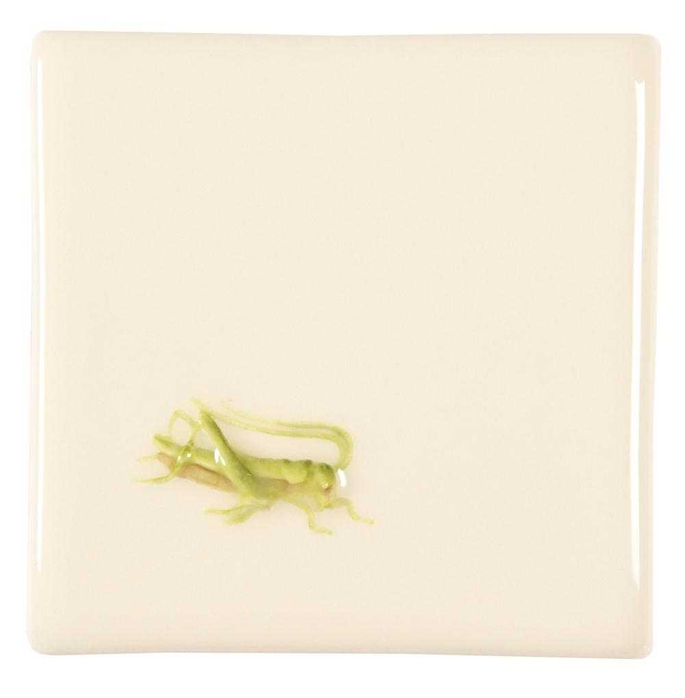 Grasshopper