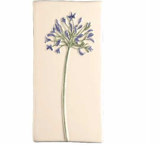 Agapanthus